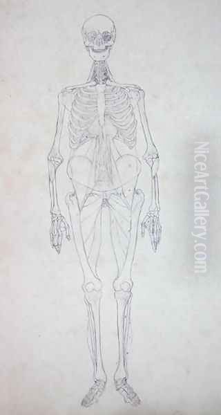 Study of the Human Figure, Anterior View, from A Comparative Anatomical Exposition of the Structure of the Human Body with that of a Tiger and a Common Fowl, c.1795-1806 4 Oil Painting by George Stubbs