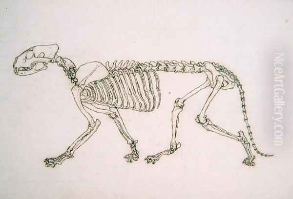 Study of a Tiger, Lateral View, from A Comparative Anatomical Exposition of the Structure of the Human Body with that of a Tiger and a Common Fowl, 1795-1806 19 Oil Painting by George Stubbs