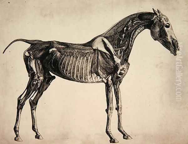 Plate from The Anatomy of the Horse, c.1766 2 Oil Painting by George Stubbs