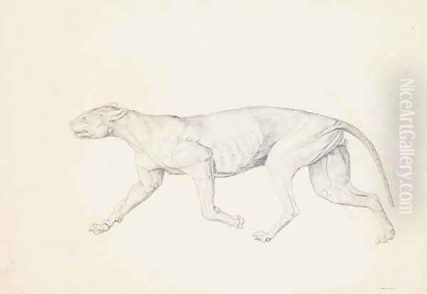 Study of a Tiger, Lateral View, from A Comparative Anatomical Exposition of the Structure of the Human Body with that of a Tiger and a Common Fowl, 1795-1806 4 Oil Painting by George Stubbs