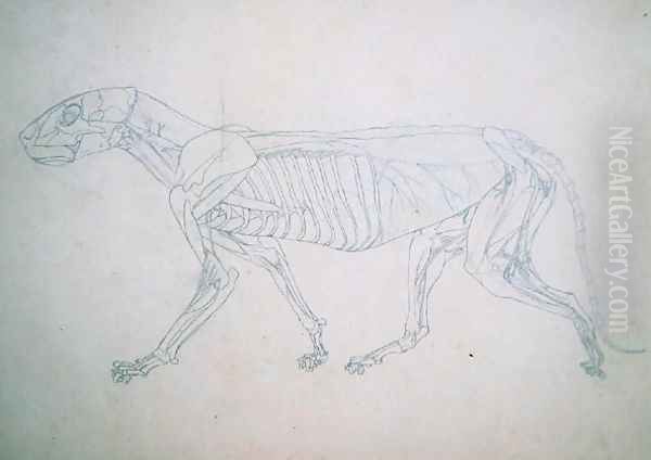 Study of a Tiger, Lateral View, from A Comparative Anatomical Exposition of the Structure of the Human Body with that of a Tiger and a Common Fowl, 1795-1806 13 Oil Painting by George Stubbs