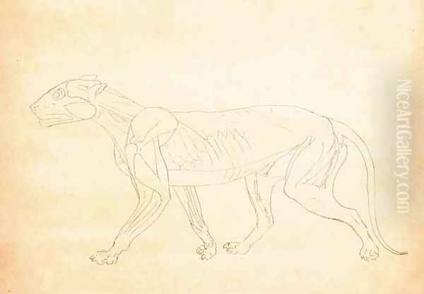 Study of a Tiger, Lateral View, from A Comparative Anatomical Exposition of the Structure of the Human Body with that of a Tiger and a Common Fowl, 1795-1806 6 Oil Painting by George Stubbs