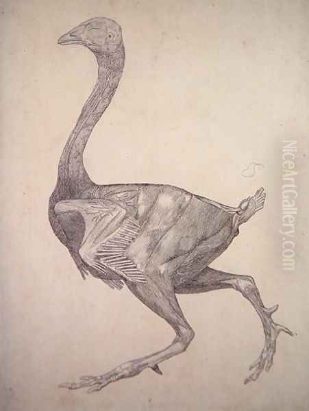 Study of a Fowl, Lateral View, from A Comparative Anatomical Exposition of the Structure of the Human Body with that of a Tiger and a Common Fowl, 1795-1806 4 Oil Painting by George Stubbs