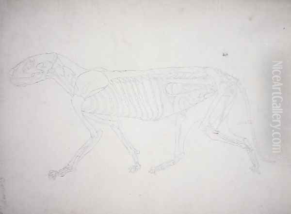 Study of a Tiger, Lateral View, from A Comparative Anatomical Exposition of the Structure of the Human Body with that of a Tiger and a Common Fowl, 1795-1806 12 Oil Painting by George Stubbs