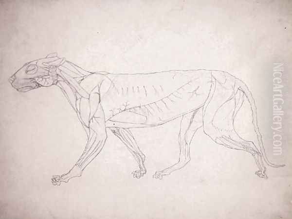 Study of a Tiger, Lateral View, from A Comparative Anatomical Exposition of the Structure of the Human Body with that of a Tiger and a Common Fowl, 1795-1806 14 Oil Painting by George Stubbs