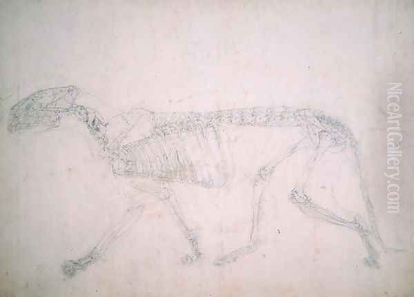 Study of a Tiger, Lateral View, from A Comparative Anatomical Exposition of the Structure of the Human Body with that of a Tiger and a Common Fowl, 1795-1806 18 Oil Painting by George Stubbs