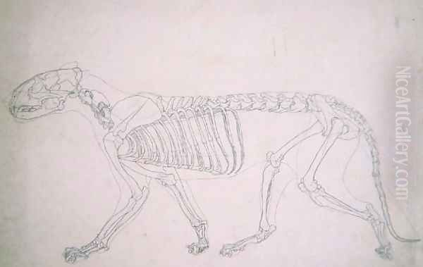 Study of a Tiger, Lateral View, from A Comparative Anatomical Exposition of the Structure of the Human Body with that of a Tiger and a Common Fowl, 1795-1806 17 Oil Painting by George Stubbs