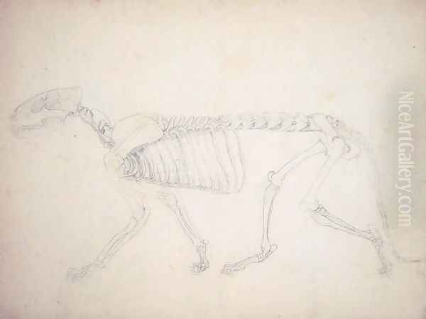 Study of a Tiger, Lateral View, from A Comparative Anatomical Exposition of the Structure of the Human Body with that of a Tiger and a Common Fowl, 1795-1806 21 Oil Painting by George Stubbs