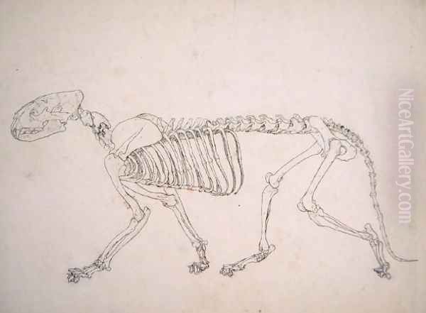 Study of a Tiger, Lateral View, from A Comparative Anatomical Exposition of the Structure of the Human Body with that of a Tiger and a Common Fowl, 1795-1806 20 Oil Painting by George Stubbs