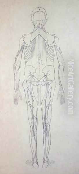 Study of the Human Figure, Posterior View, from A Comparative Anatomical Exposition of the Structure of the Human Body with that of a Tiger and a Common Fowl, c.1795-1806 5 Oil Painting by George Stubbs