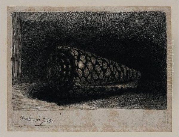 The Shell (conus Marmoreus) (b., Holl.159; H.248; Bb.50-e) Oil Painting by Rembrandt Van Rijn