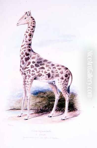 Giraffe by James Edwin Edward Dawe, illustration to The Ruminantia Vol. I Oil Painting by Charles Hamilton Smith