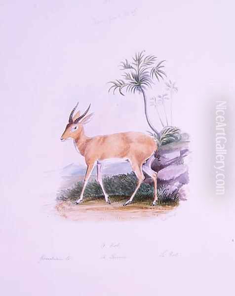 Kob by James Edwin Edward Dawe, from The Ruminantia Vol. II Oil Painting by Charles Hamilton Smith