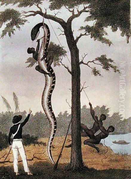 The skinning of the Aboma snake, shot by Captain Stedman, from Narrative of a Five Years Expedition Against the Revolted Negroes of Surinam 1772-77, published 1813 Oil Painting by John Gabriel Stedman