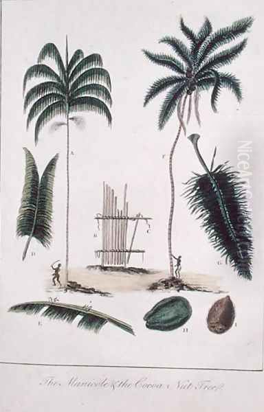 The Manicole and the Cocoa Nut Tree, from Narrative of a Five Years Expedition against the Revolted Negroes of Surinam 1772-77, published 1791 Oil Painting by John Gabriel Stedman