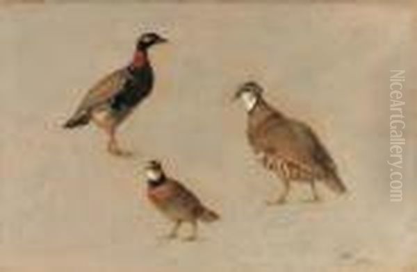 Studies Of A Red Partridge 
(elctoris Rufa), A Redneck Francoline(francolinus Francolinus) And An 
American Quail (colinusvirgianus) Oil Painting by Henriette Ronner-Knip