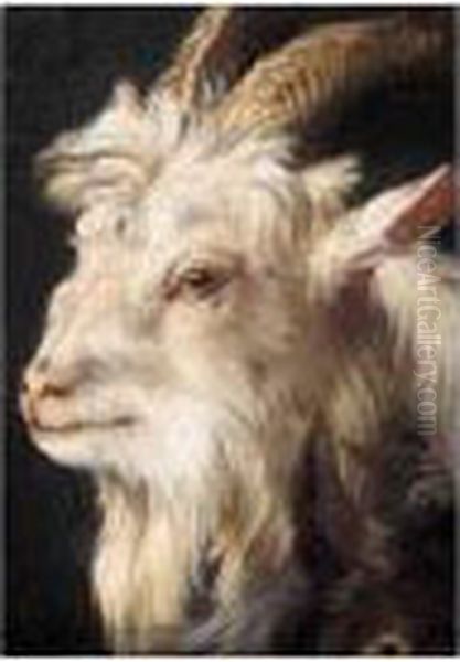 A Study For The Head Of A Goat Oil Painting by Philipp Peter Roos