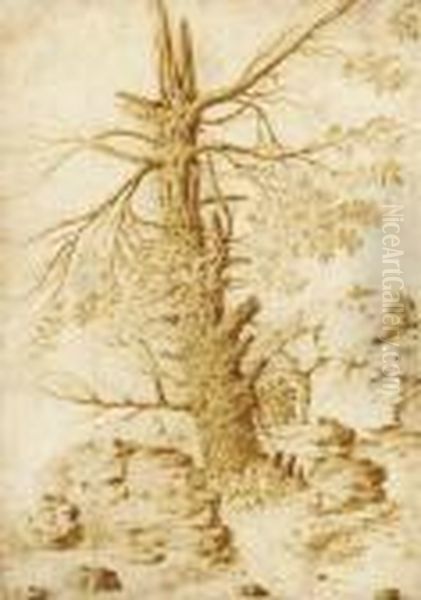 Study Of A Tree Oil Painting by Salvator Rosa