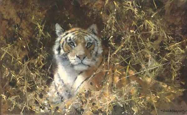 Tiger at rest Oil Painting by Thomas Hosmer Shepherd