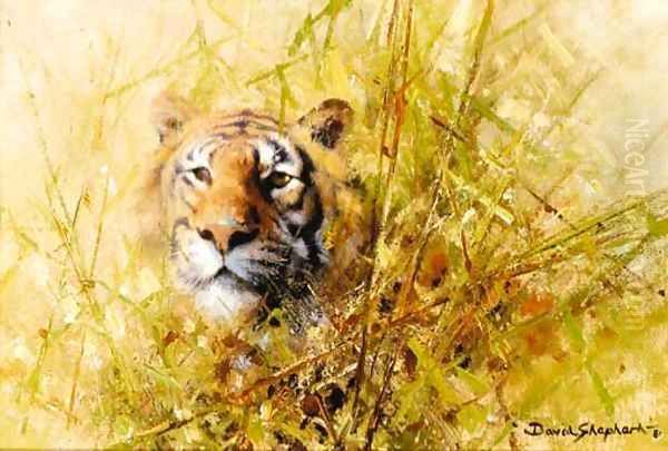 Tiger Study Oil Painting by Thomas Hosmer Shepherd