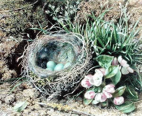 Birds Nest and Blossom Oil Painting by John Sherrin