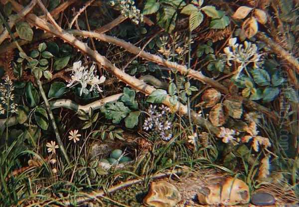 A Birds Nest among Brambles, Honeysuckle and Undergrowth, 1858 Oil Painting by John Sherrin