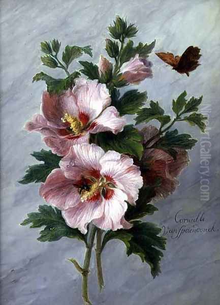 Hibiscus against a Marble Ledge Oil Painting by Cornelis van Spaendonck