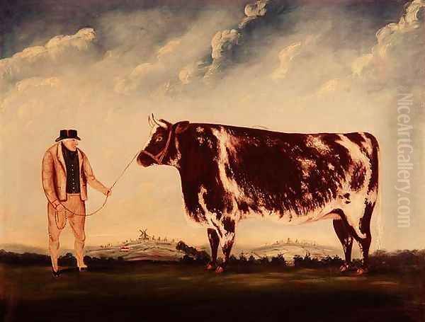 Study of a Shorthorn Oil Painting by William Joseph Shayer