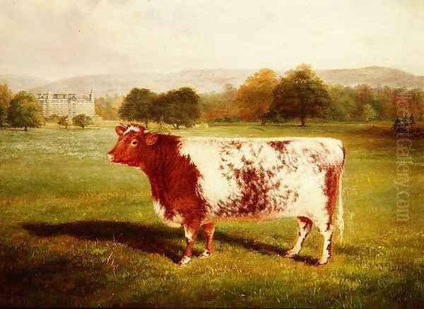 Portrait of a Shorthorn Oil Painting by William Joseph Shayer