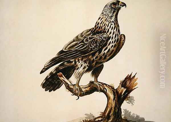 A Buzzard Oil Painting by Sarah Stone