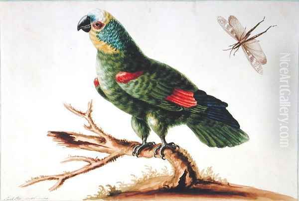 Green Parrot Oil Painting by Sarah Stone