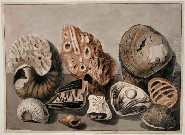 Still Life with shells and fossils Oil Painting by Sarah Stone