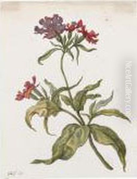 Study Of A Wildflower, Possibly A Red Campion Oil Painting by Herman Saftleven