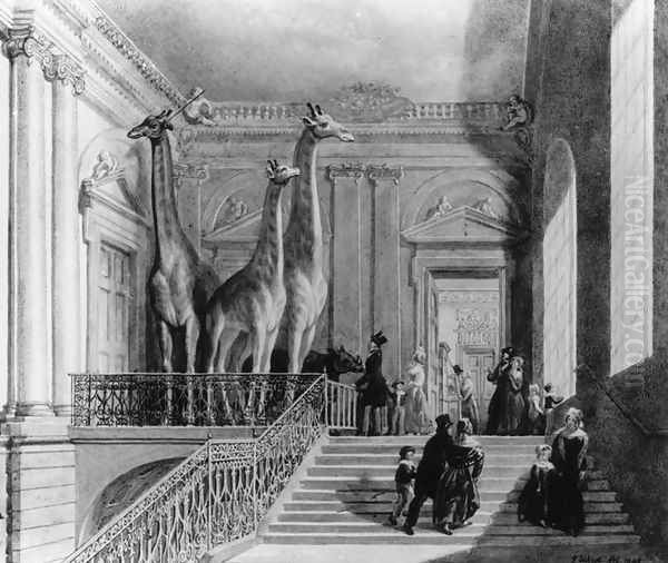 Giraffes on the staircase in the British Museum, 1845 Oil Painting by George the Elder Scharf