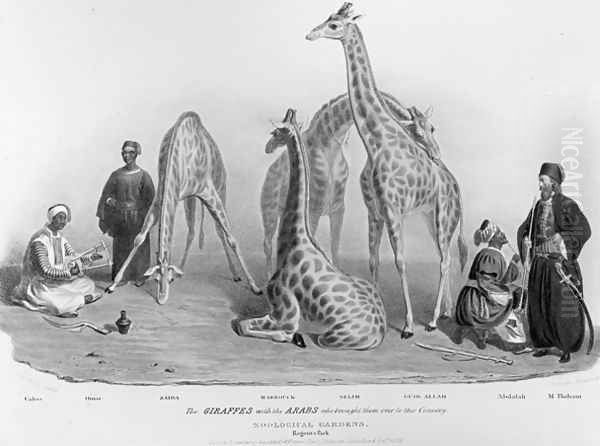 The Giraffes with the Arabs who brought them over to this country, Zoological Gardens, Regents Park, 1836 Oil Painting by George the Elder Scharf