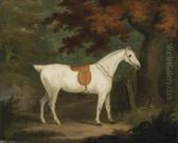 A Saddled Grey Hunter In A Wooded Landscape Oil Painting by John Nost Sartorius