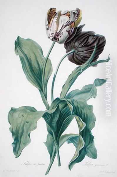 Garden Tulip, from Opera Botanica, engraved by Le Grand, published 1760s Oil Painting by Gerard Van Spaendonck