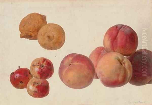 A study of peaches, lemons and crabapples Oil Painting by Gerard Van Spaendonck