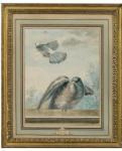 Pigeon Domestique Et Pigeon Ramier Oil Painting by Aert Schouman