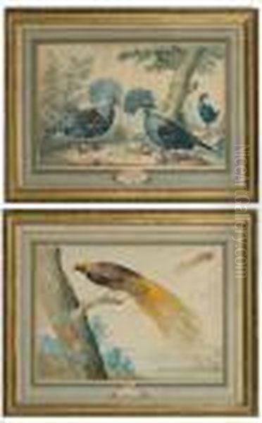 Goura (nouvelle - Guinee) Et Oiseau Deparadis Oil Painting by Aert Schouman