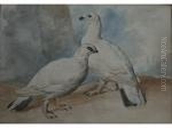 Ptarmigan; Parrots Oil Painting by Aert Schouman