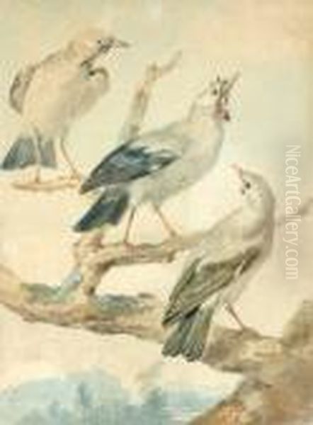 Trois Oiseaux Oil Painting by Aert Schouman