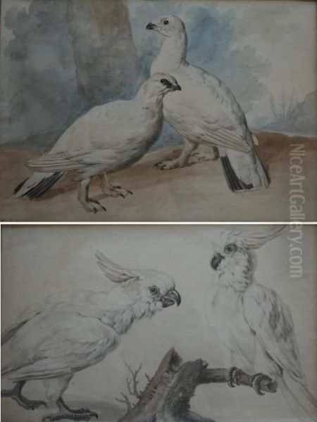 Ptarmigan; Parrots A Pair, The Former Signed Oil Painting by Aert Schouman