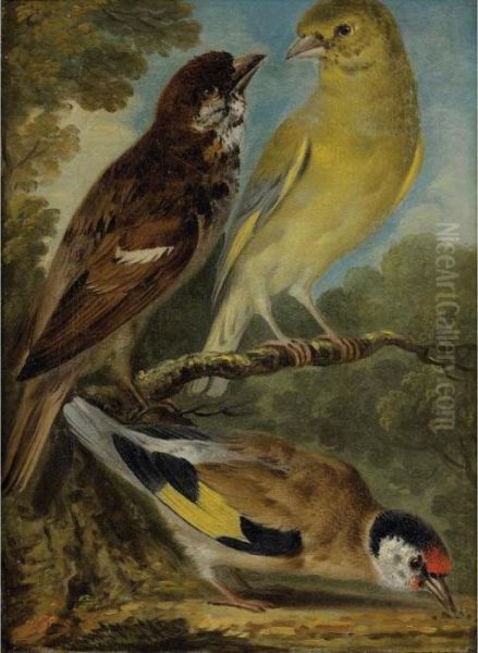 Etude D'oiseaux [attributed To Aert Schouman ; Study Of Birds ; Oil On Original Canvas] Oil Painting by Aert Schouman