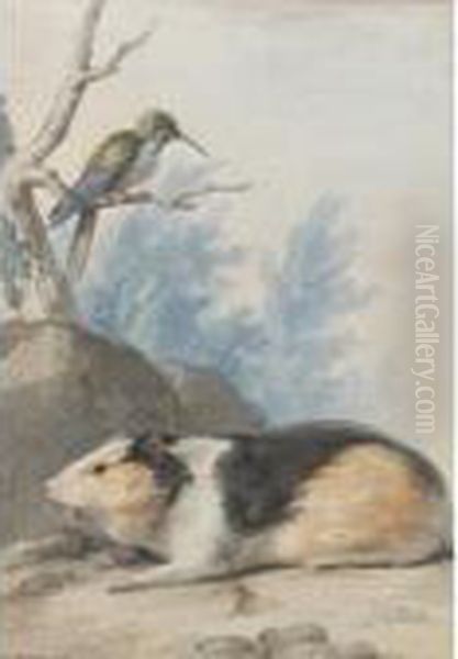 A Guinea Pig, With A Hummingbird On A Branch Above Oil Painting by Aert Schouman