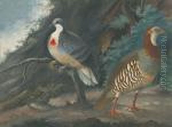 Perdrix Rouge Et Pigeon Ramier. Oil Painting by Aert Schouman