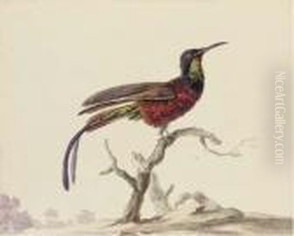 A Bird Of Paradise On A Branch Oil Painting by Aert Schouman