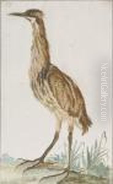 A Bittern (botaurus Stellaris) In Profile To The Left Oil Painting by Aert Schouman