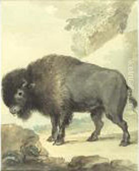 Study Of A Bison Oil Painting by Aert Schouman