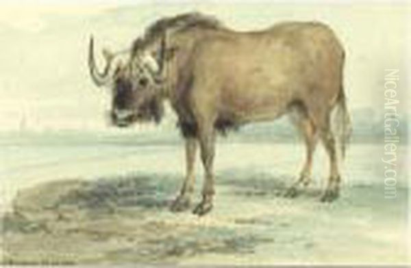 Study Of A Gnu by Aert Schouman